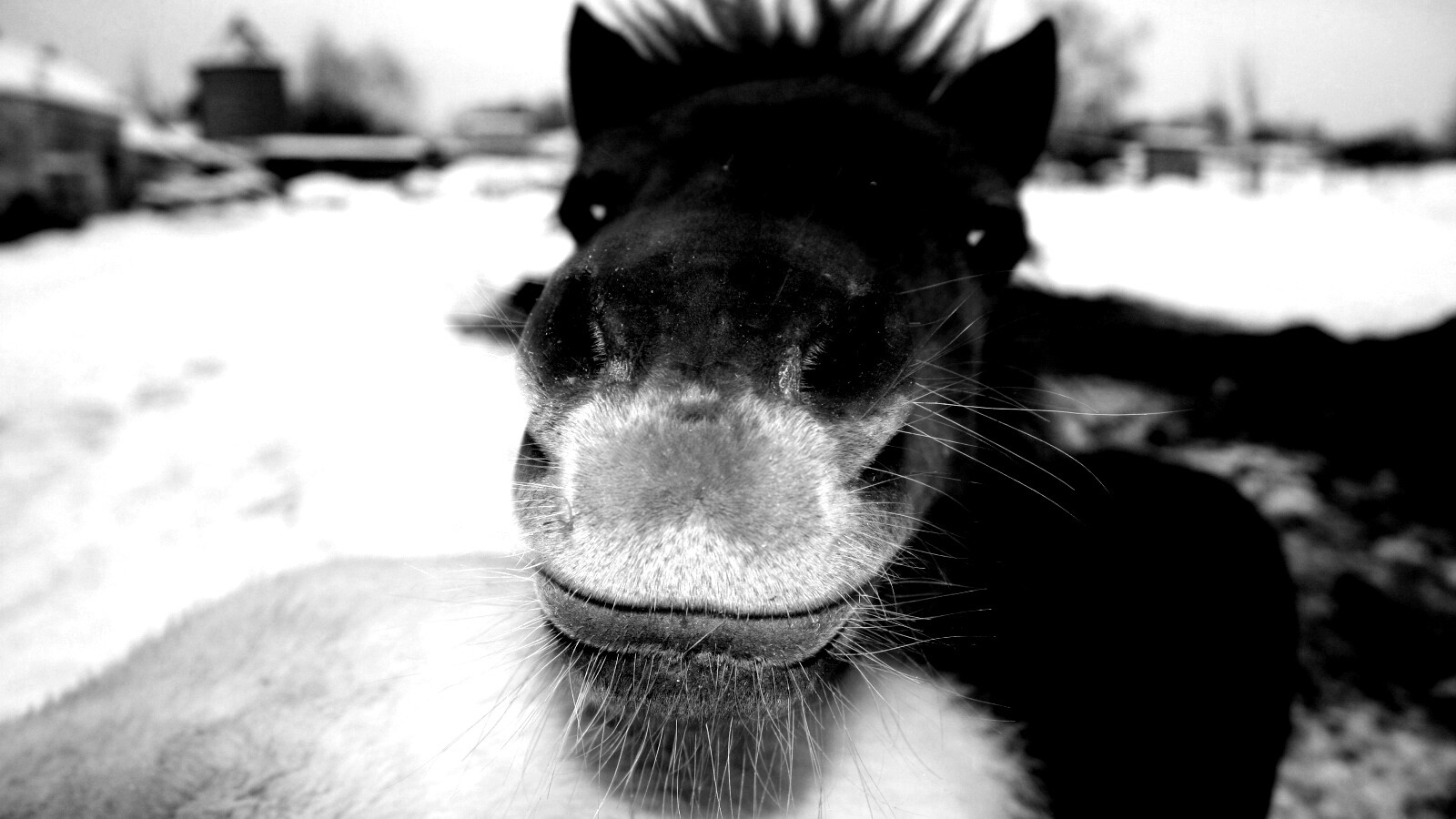 Морда пони обои