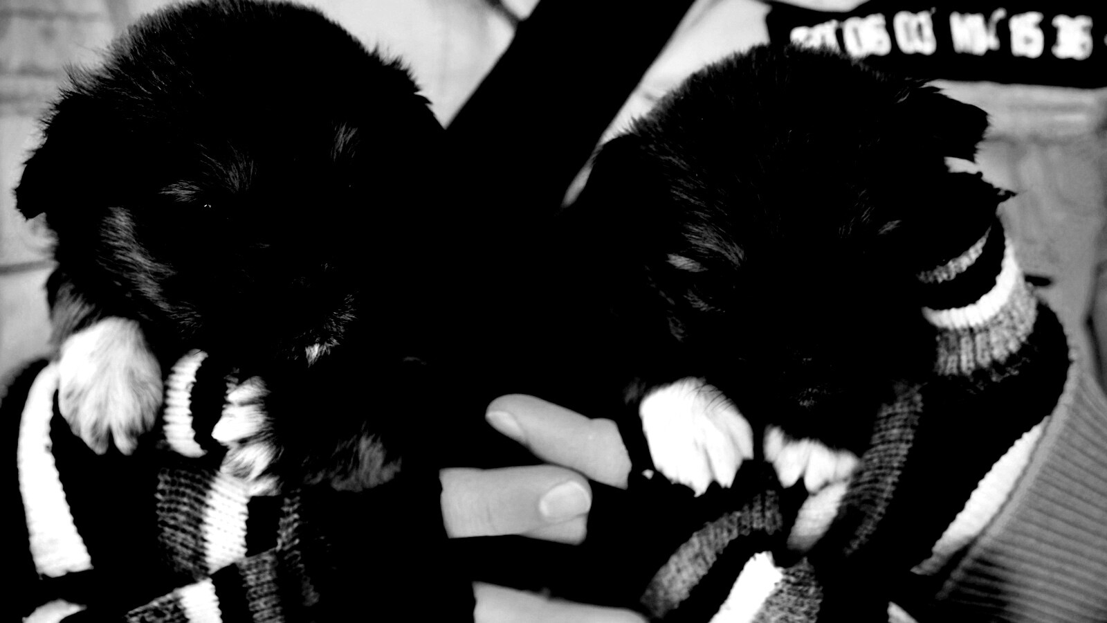 Два коричневых щенка обои