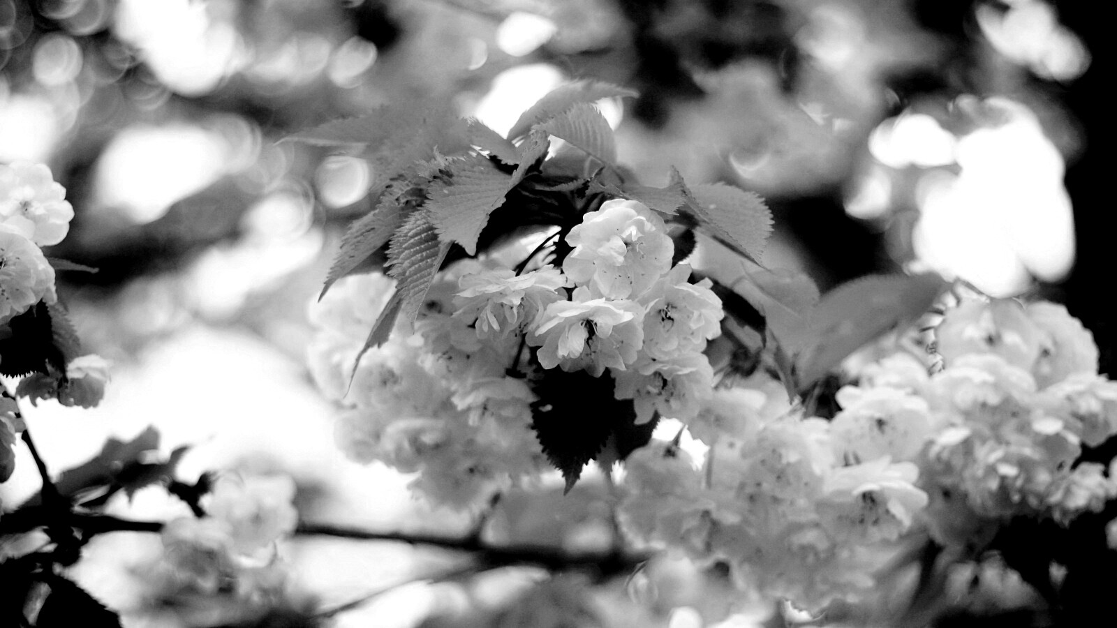 Цветущее дерево обои