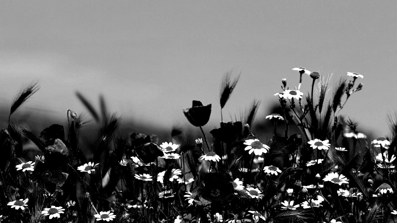 Цветы в поле обои