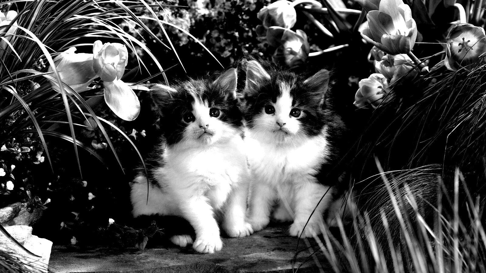 Котята в цветах обои