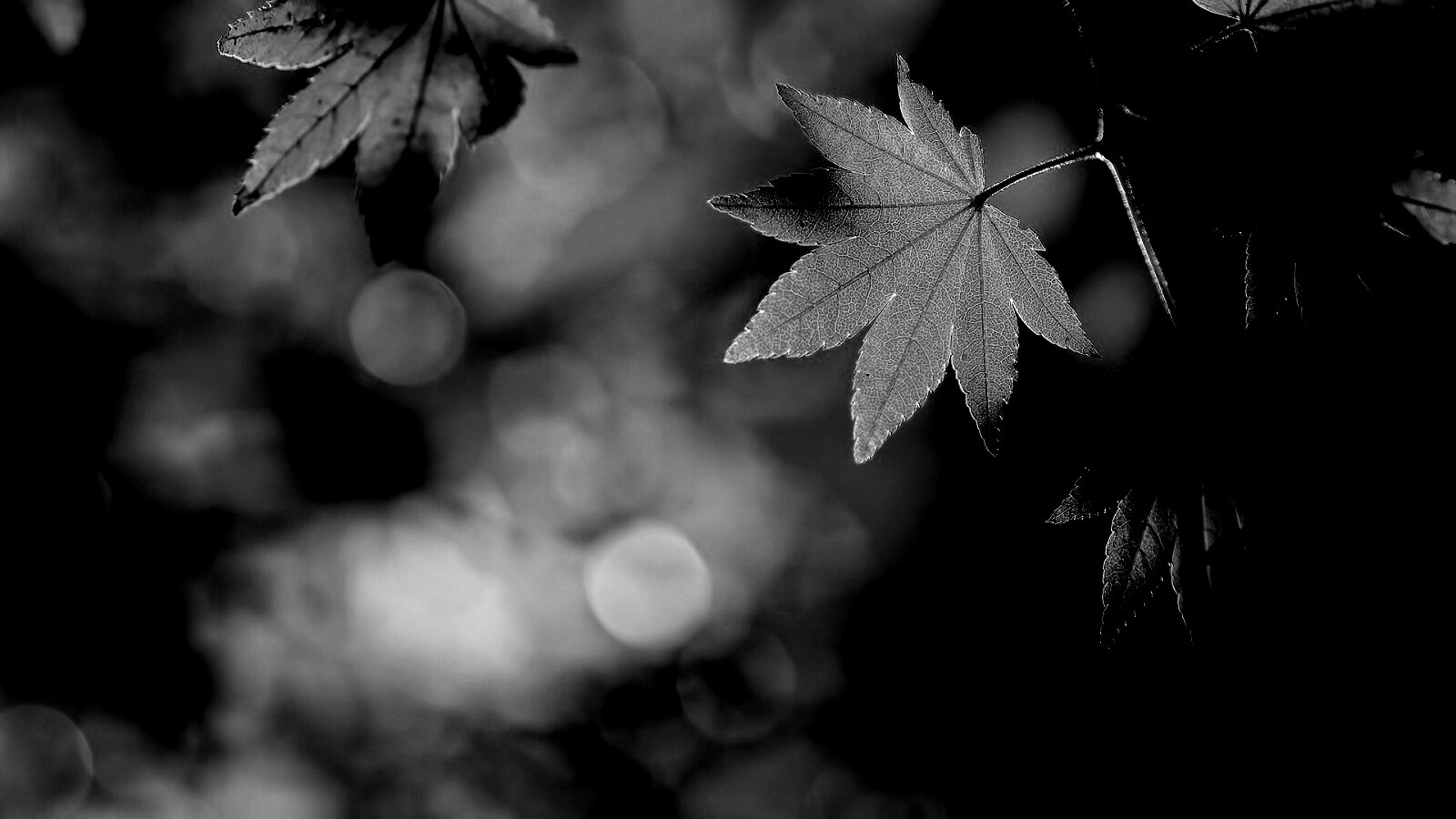 Осенние листья обои