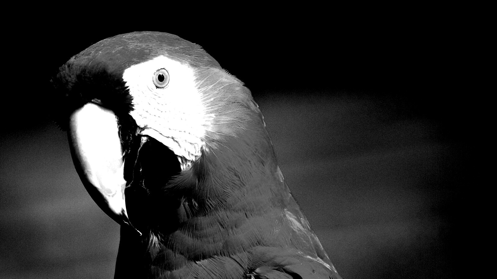 Важный попугай обои