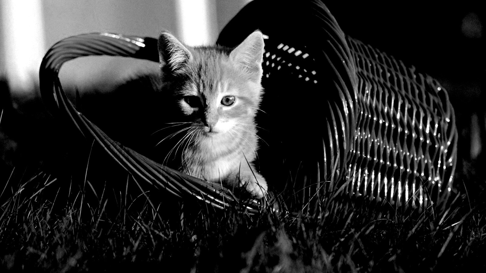 Рыжий котенок в корзине обои