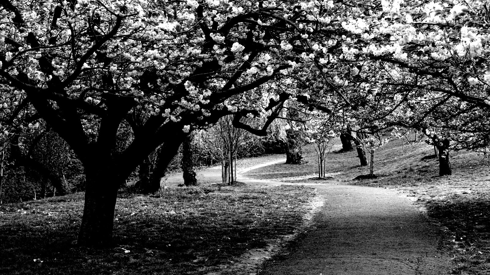 Дорожка между деревьями обои