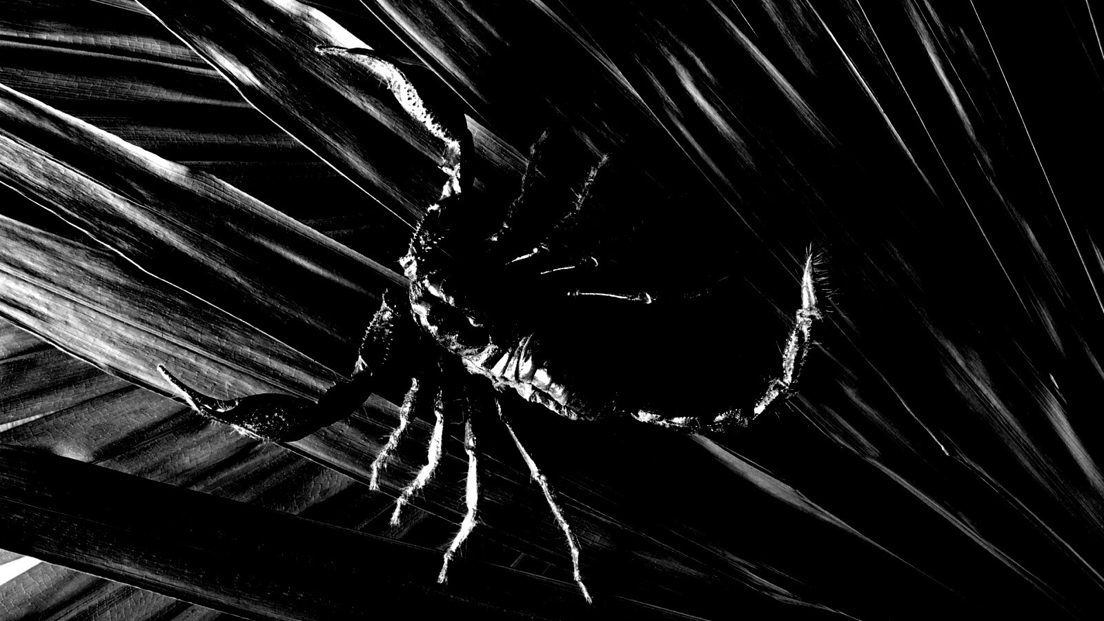 Скорпион на траве обои