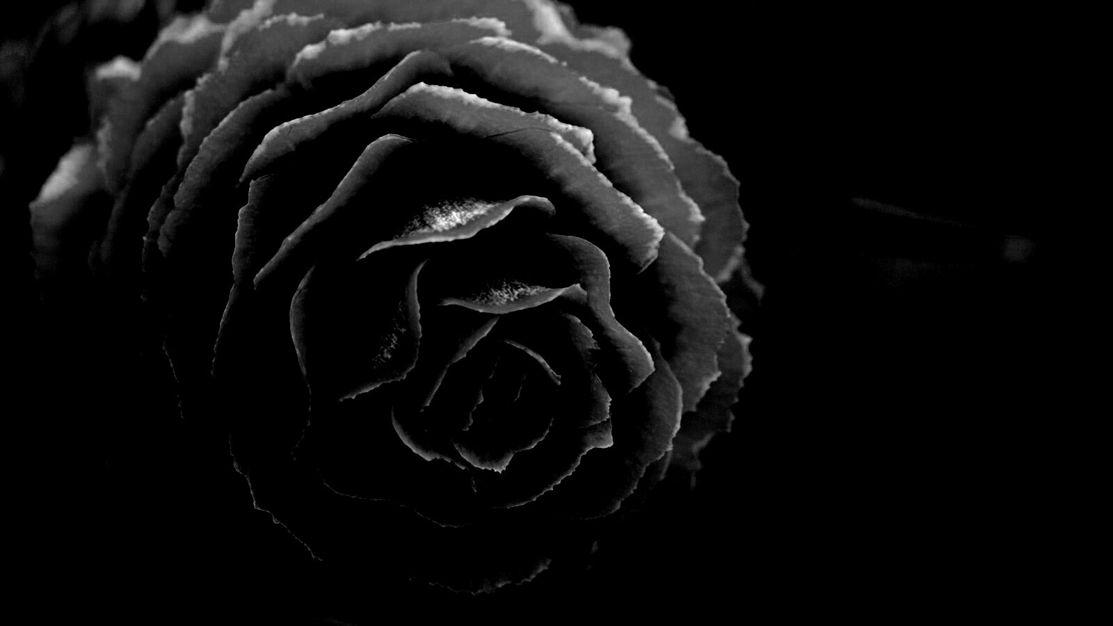 Молодая шишка обои