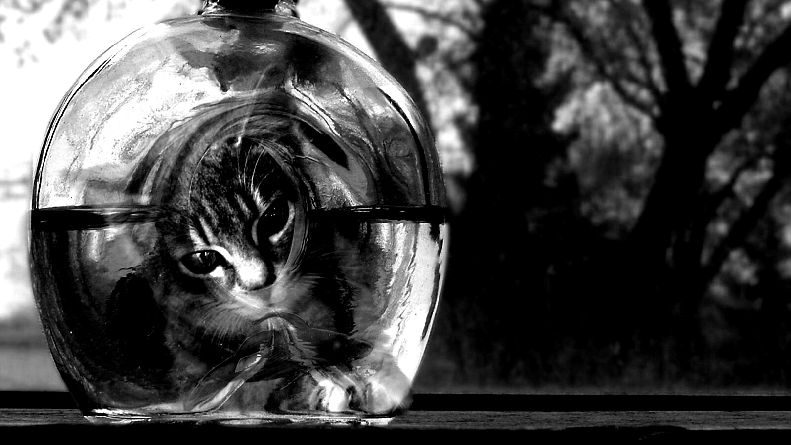 Кот наблюдает за рыбкой в бутылке обои