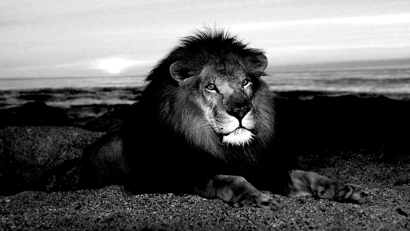 Лев на берегу океана обои
