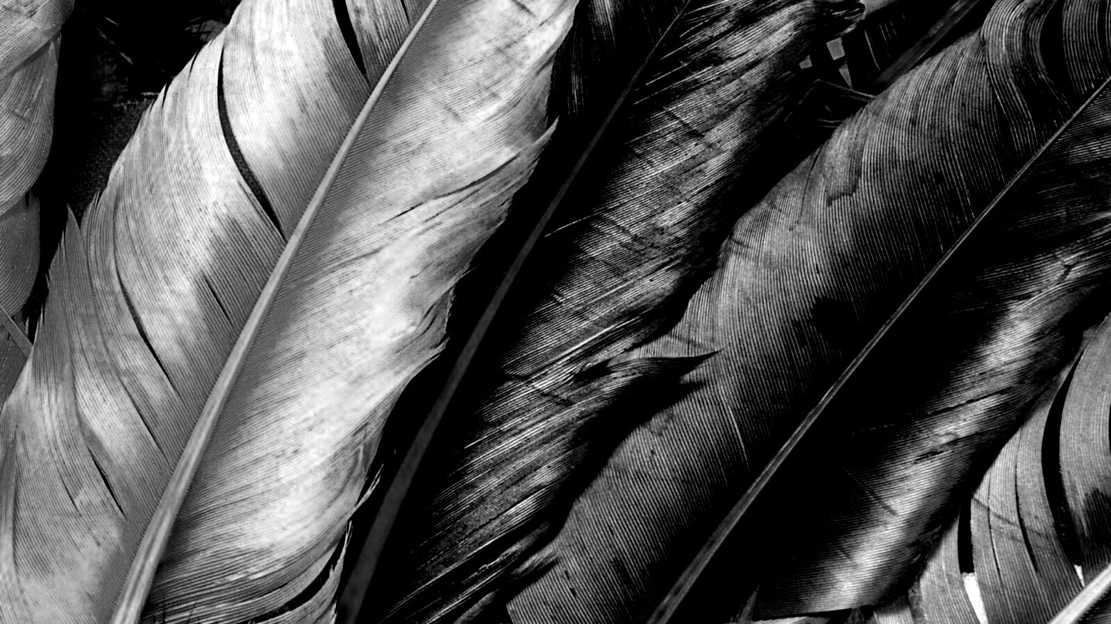 Разноцветные перья обои