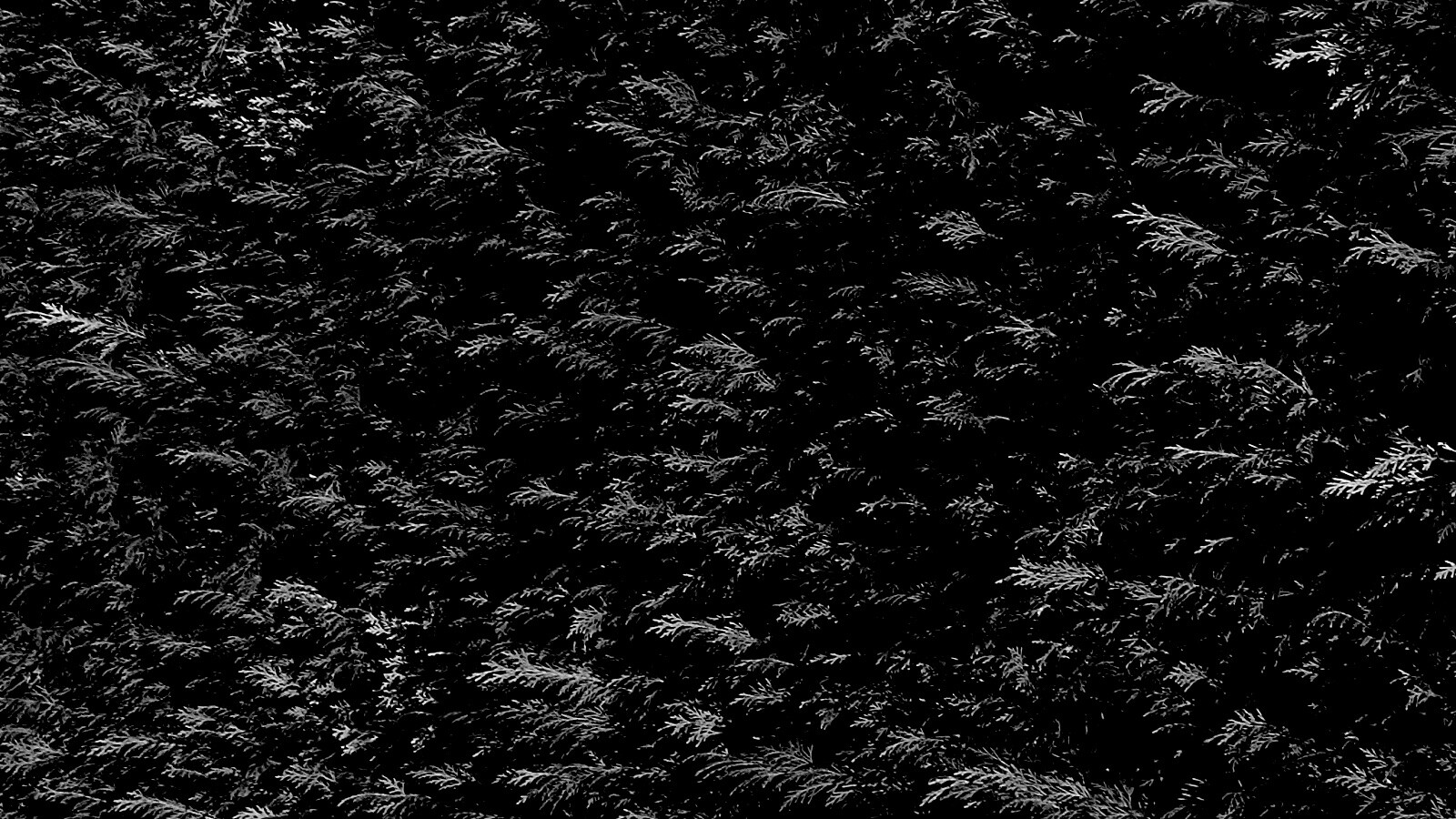 Густые хвойные заросли обои