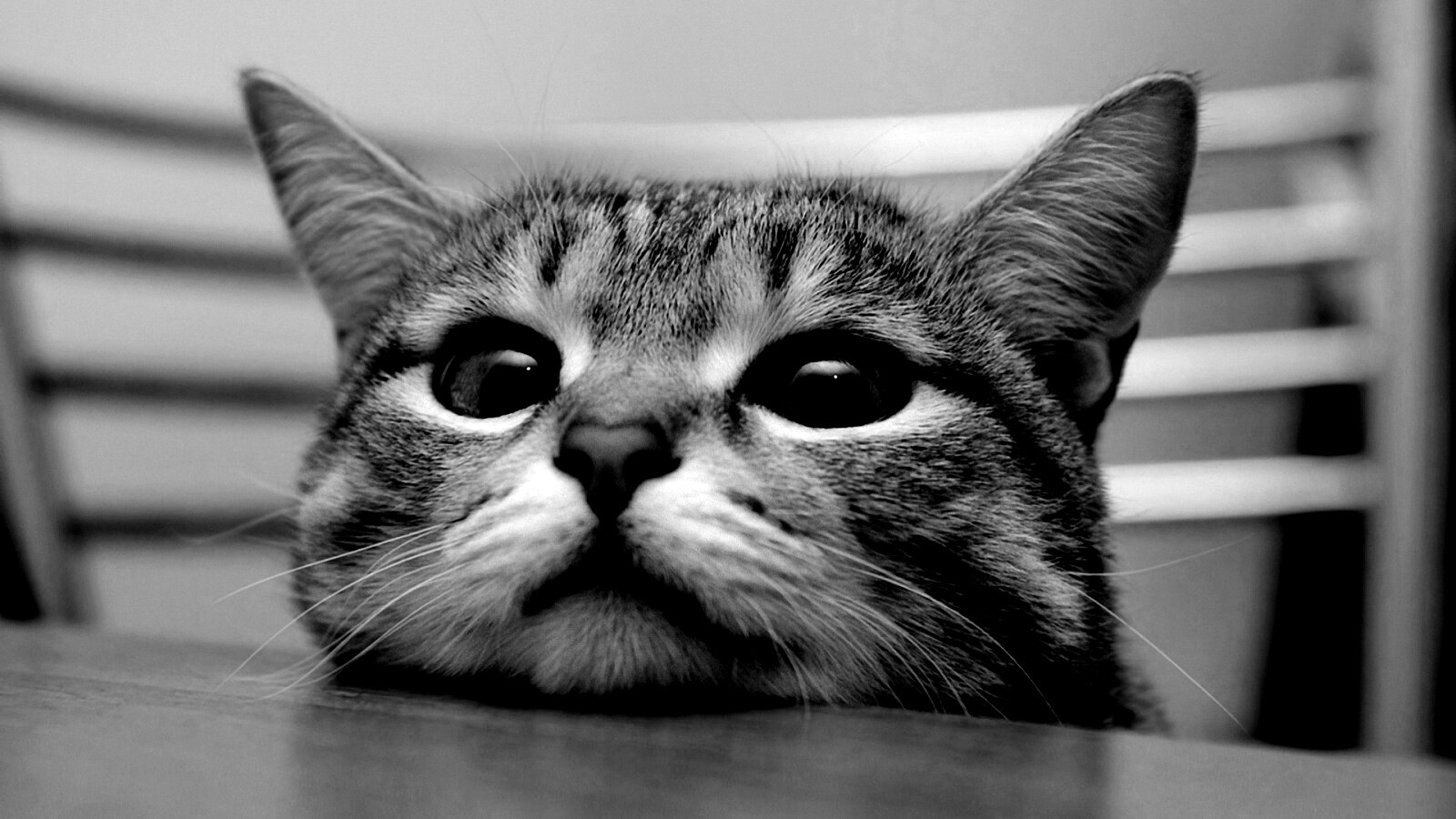 Любопытный котейка обои