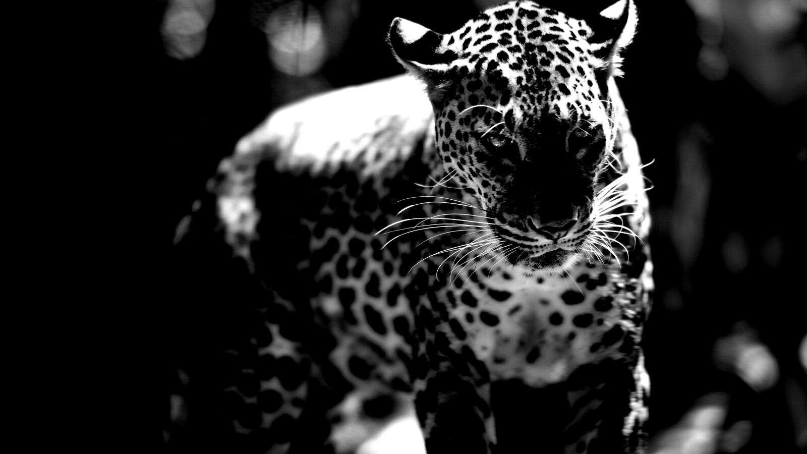 Леопард в сингапурском зоопарке обои