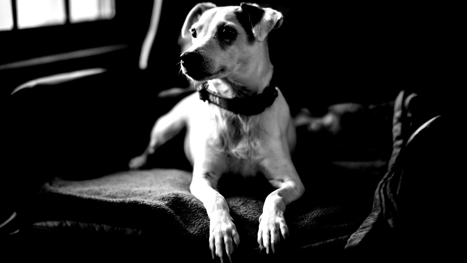 Собака на кресле обои