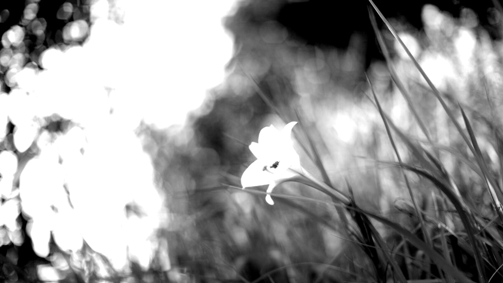 Цветок затерявшийся в траве обои