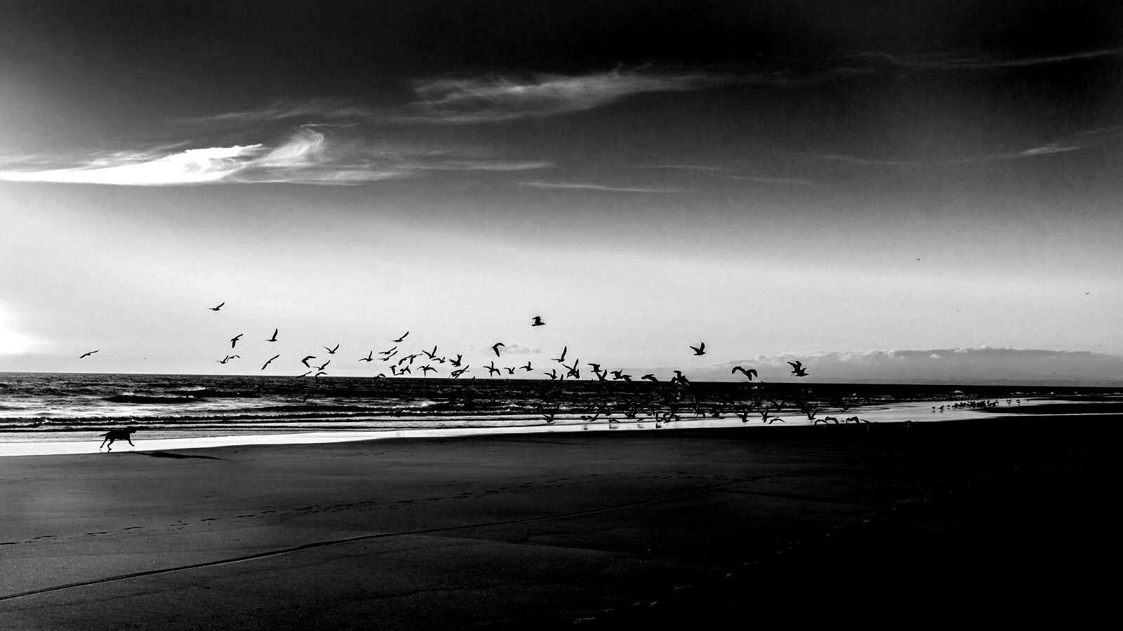Стая птиц на пляже обои