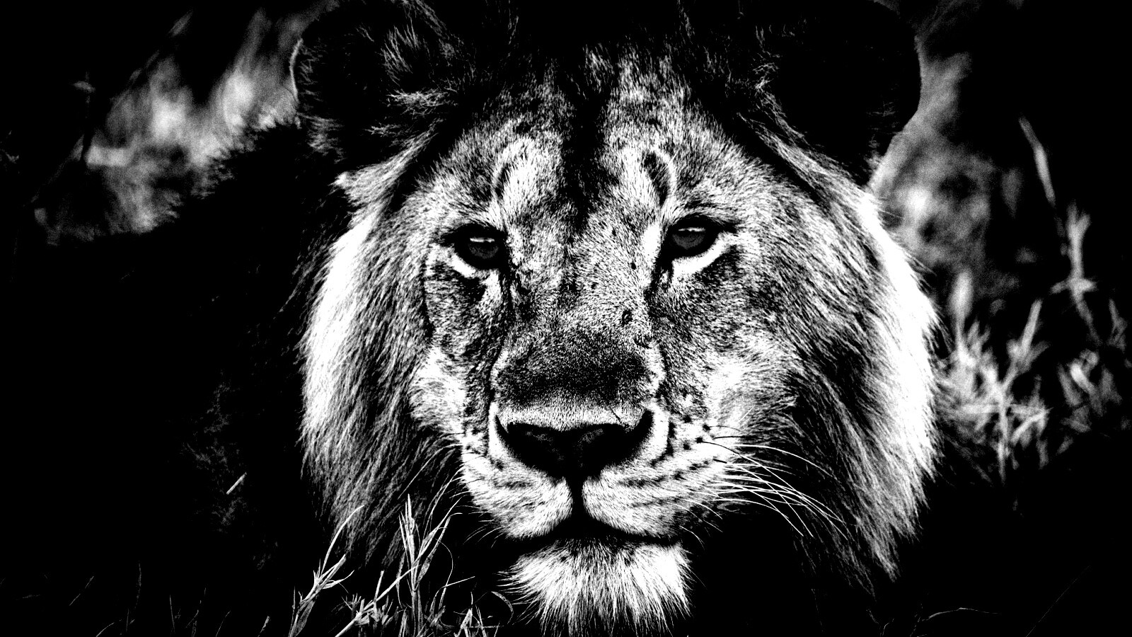 Гордый лев с горящими глазами обои