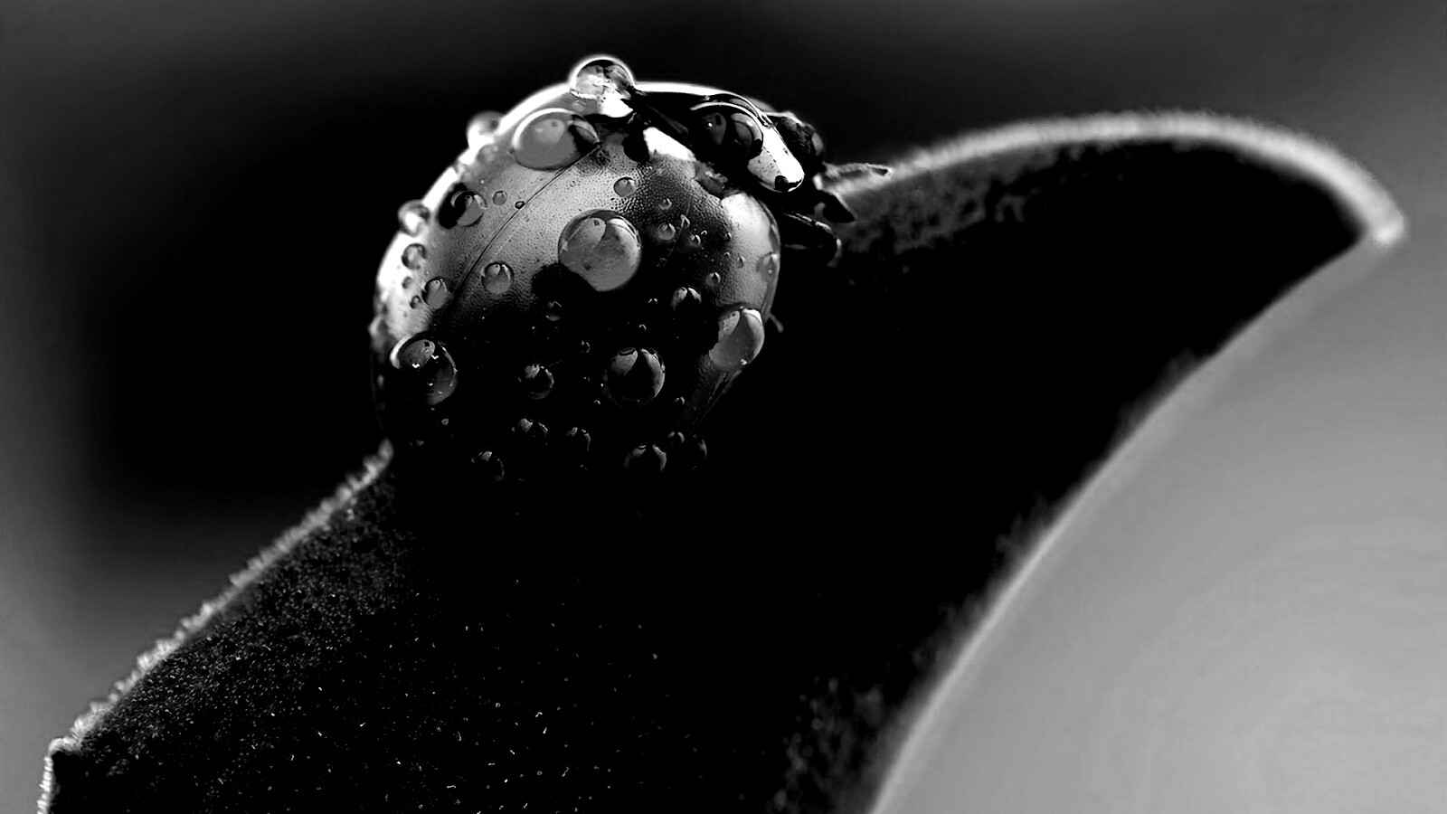 Божья коровка в макро обои