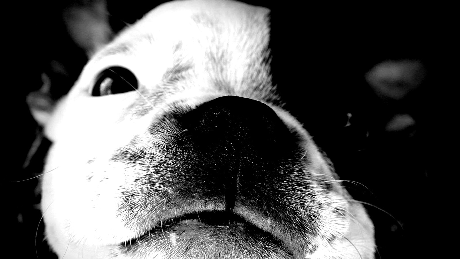 Бостонский терьер обои