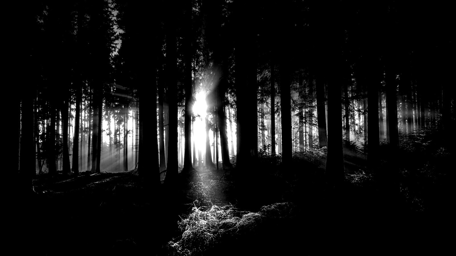 Свет пробивается сквозь стволы деревьев обои