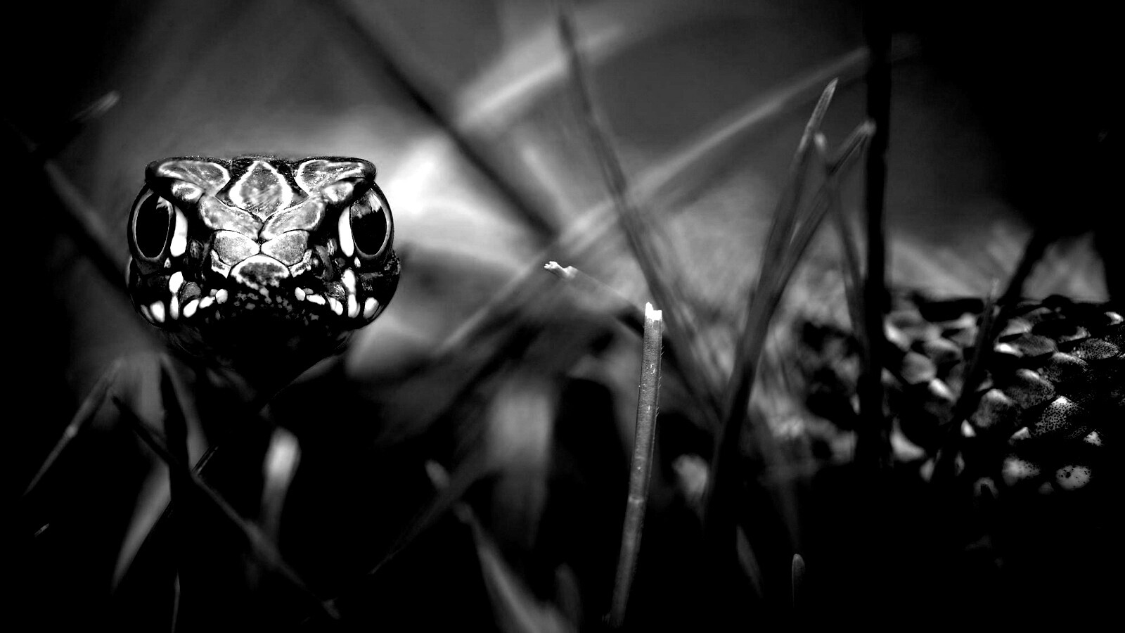 Змея в траве обои