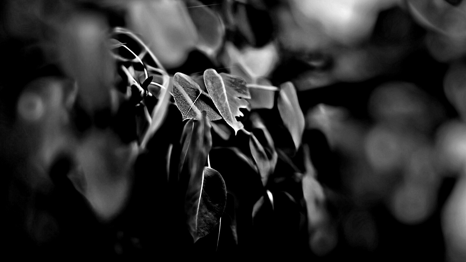 Фиолетовые листья обои