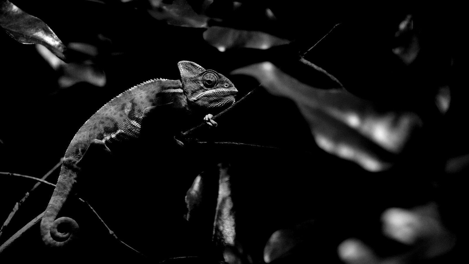 Хамелеон в листве обои