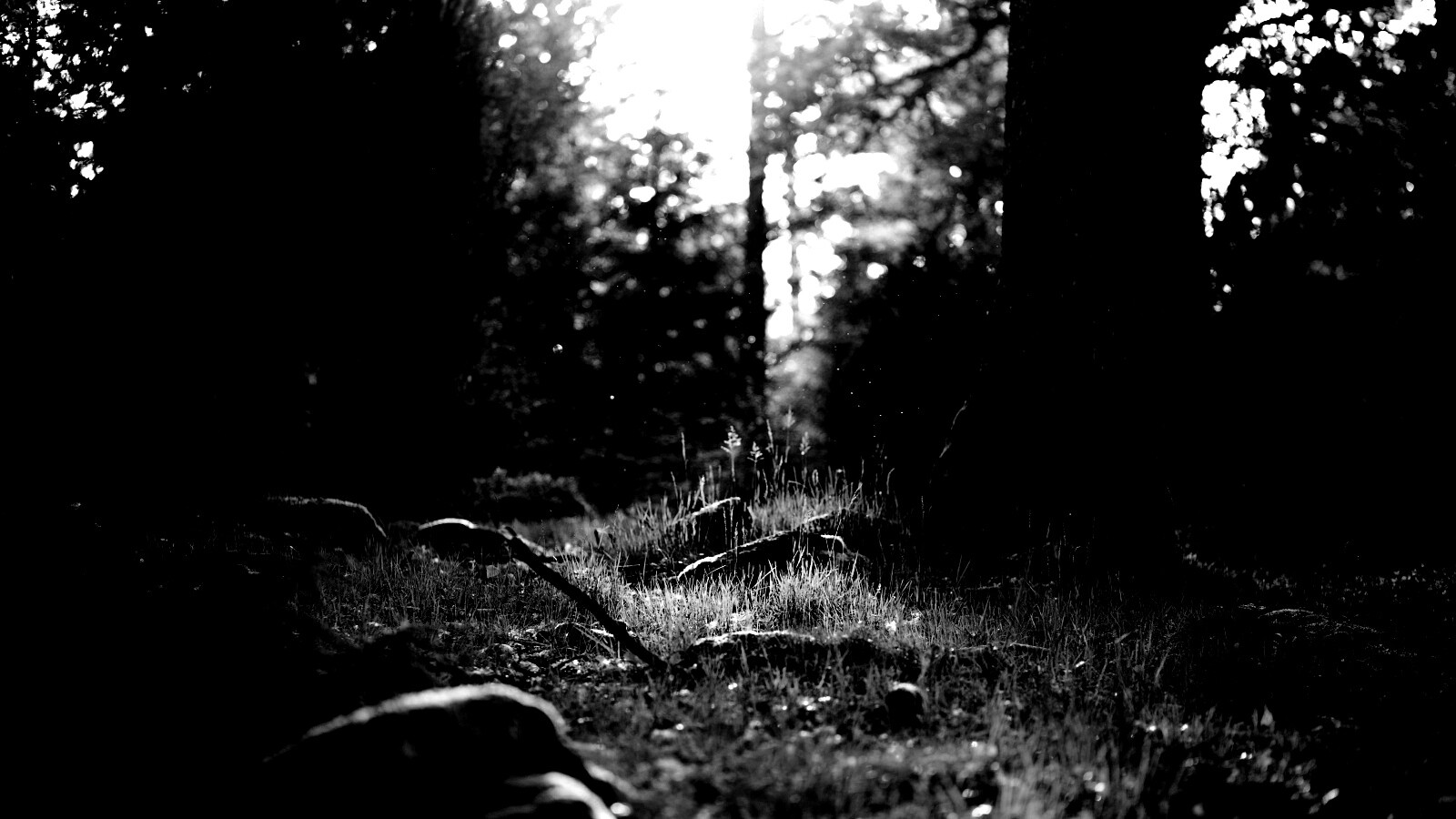 Лето в лесу обои