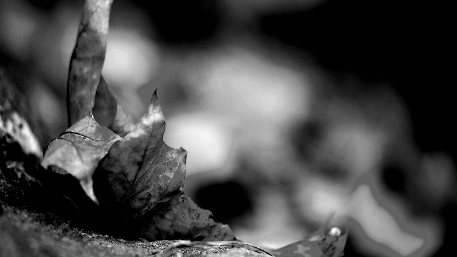 Пламенеющий осенний лист обои