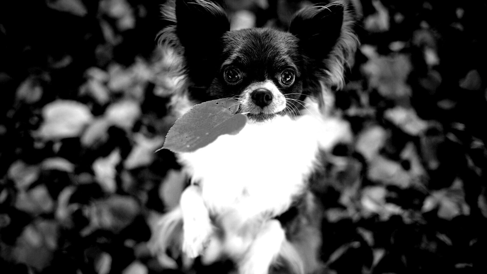 Собачка с листиком в зубах обои