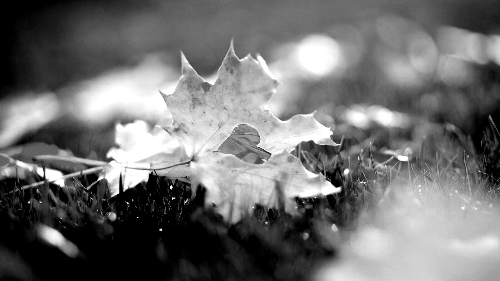 Листик в форме сердца обои