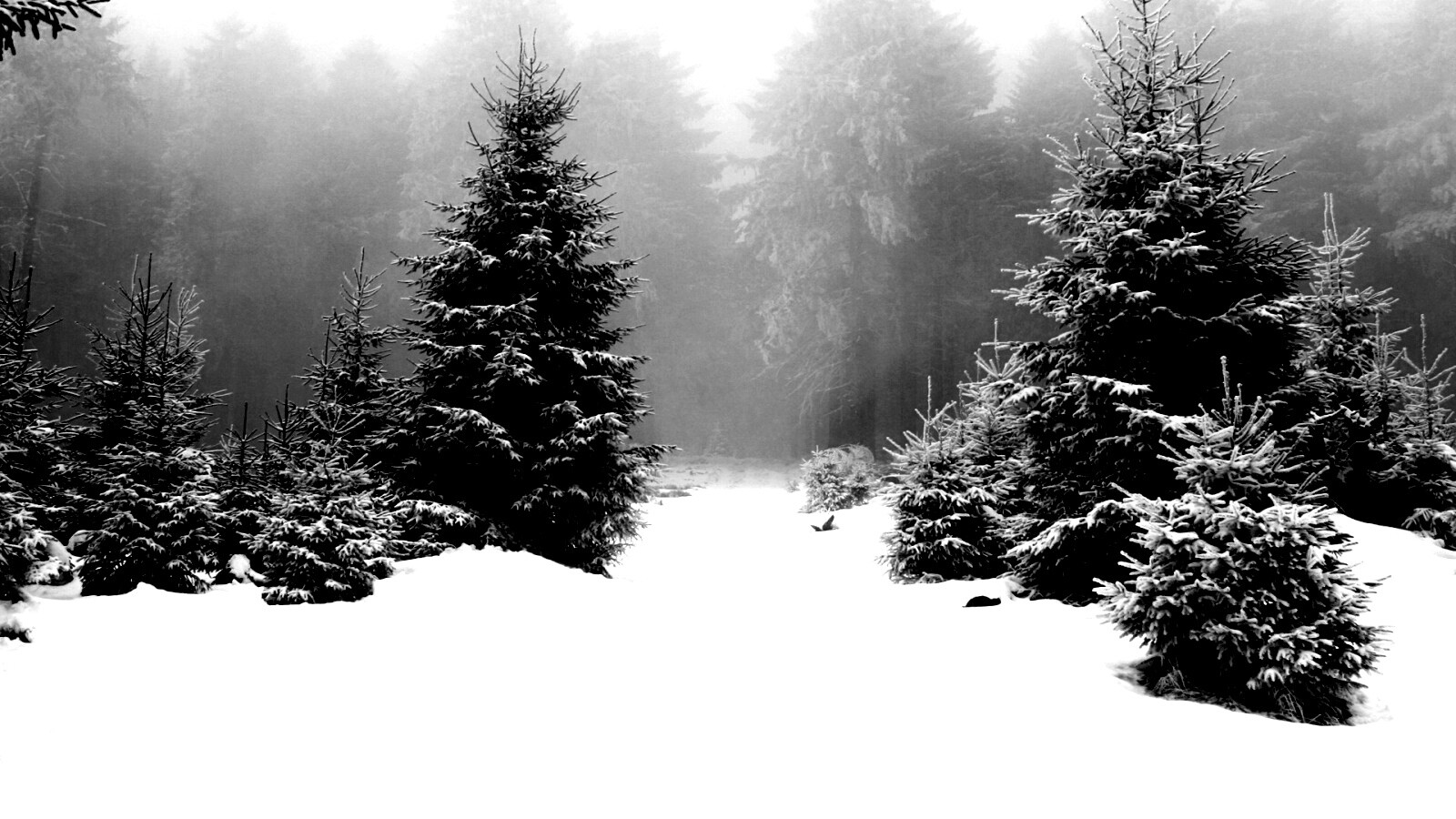 Ёлки в сугробах обои