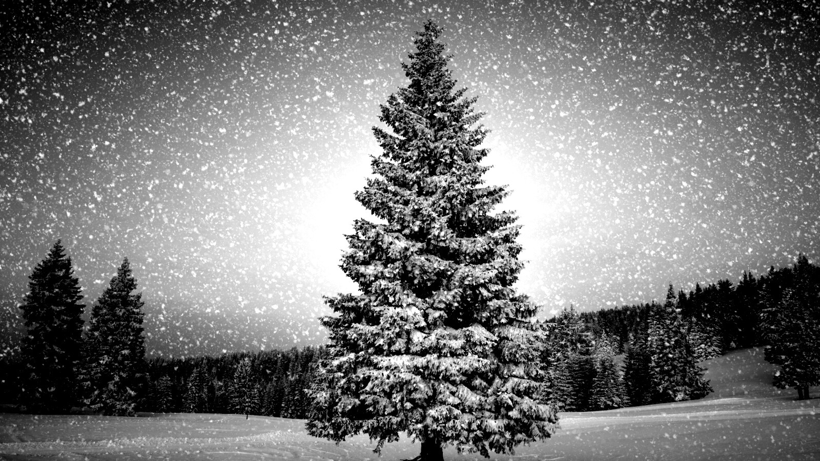 Ель в снегопад обои