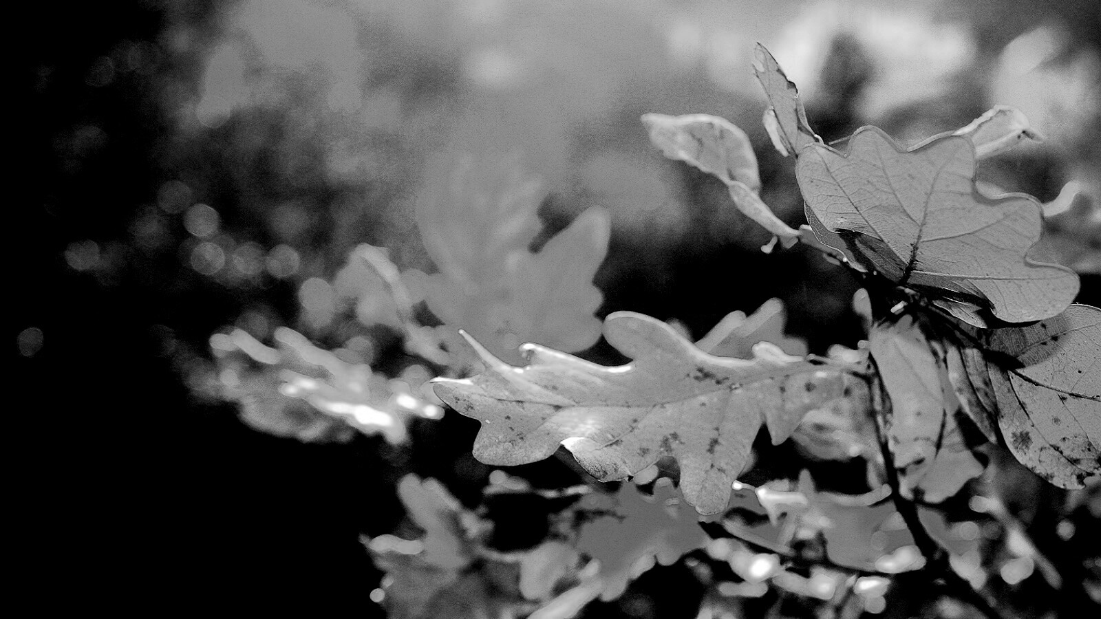 Дубовые листья обои