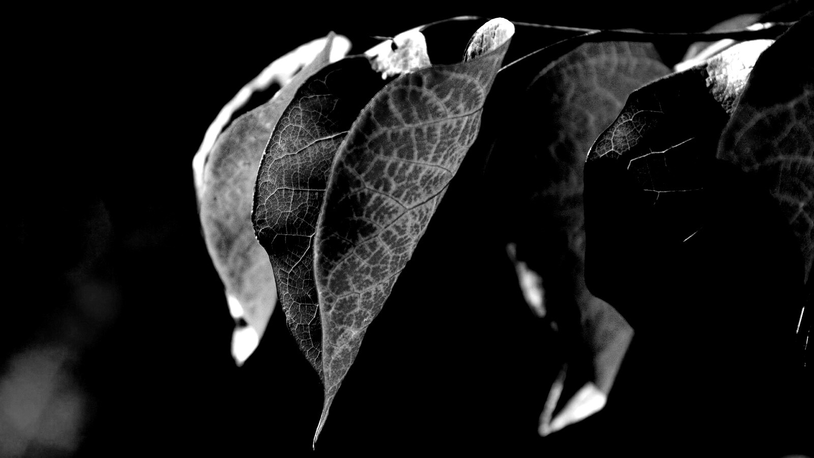 Ветка красных листьев обои