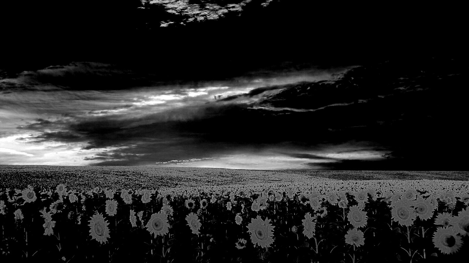 Целое поле подсолнухов обои