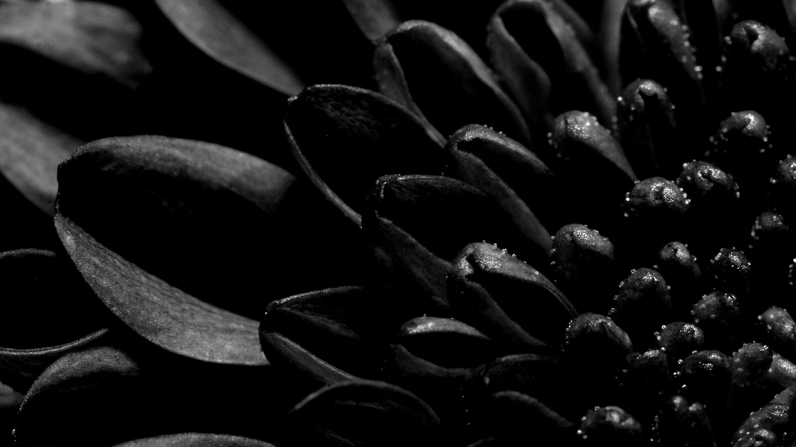 Лепестки хризантемы обои