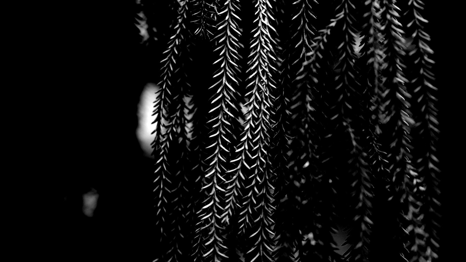 Зеленые колючки обои