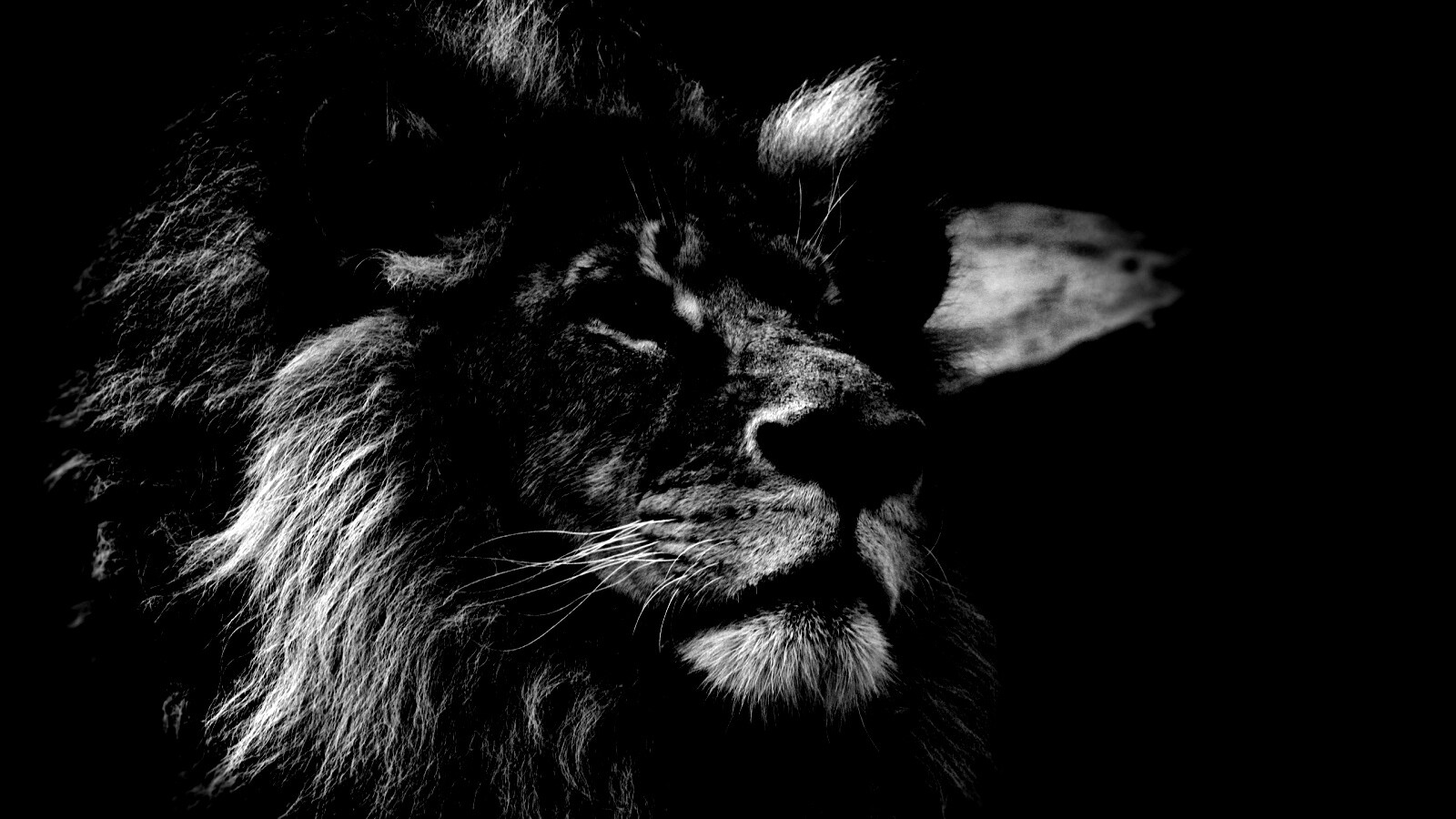 Гордый черно-белый лев обои