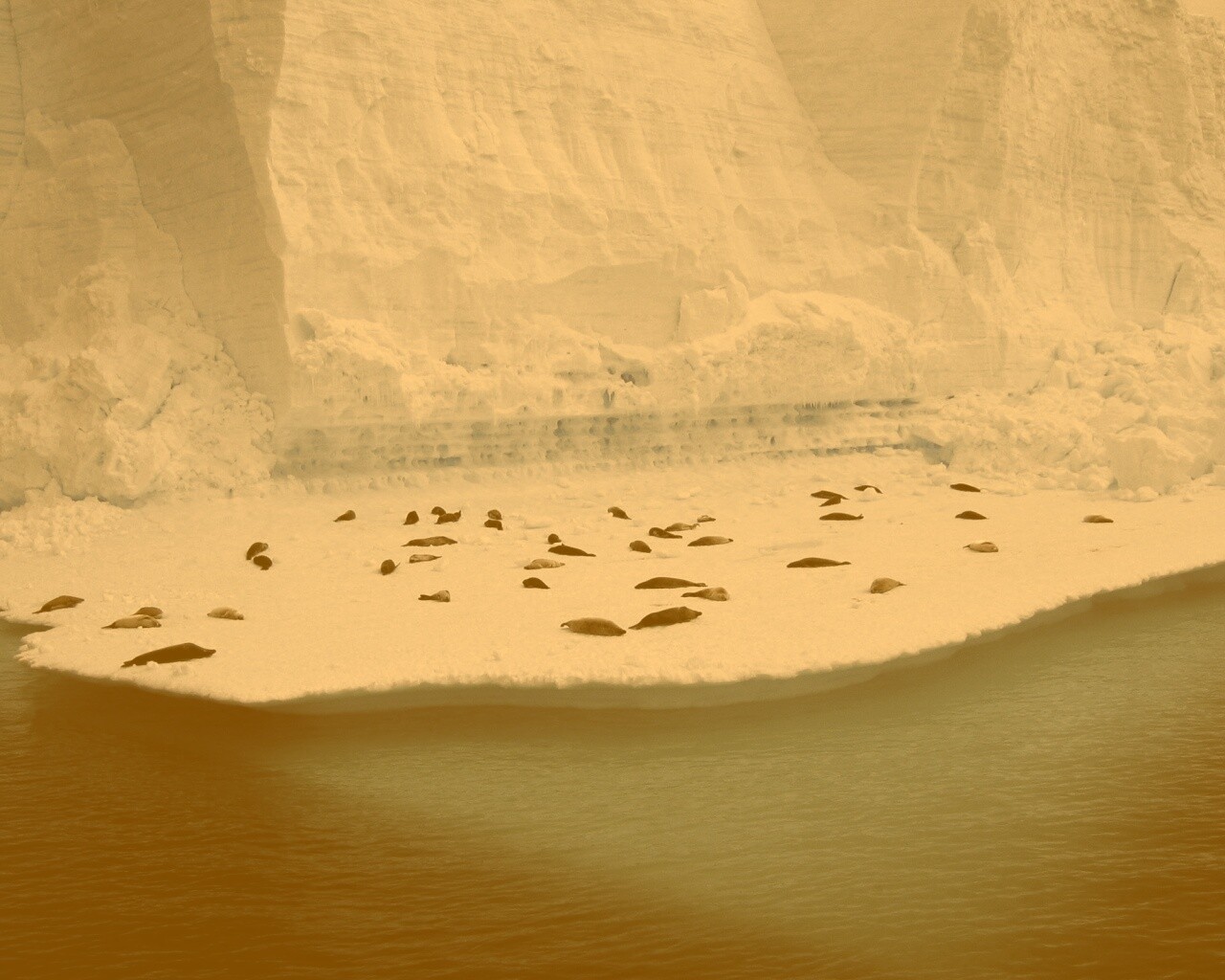 Спящие тюлени обои