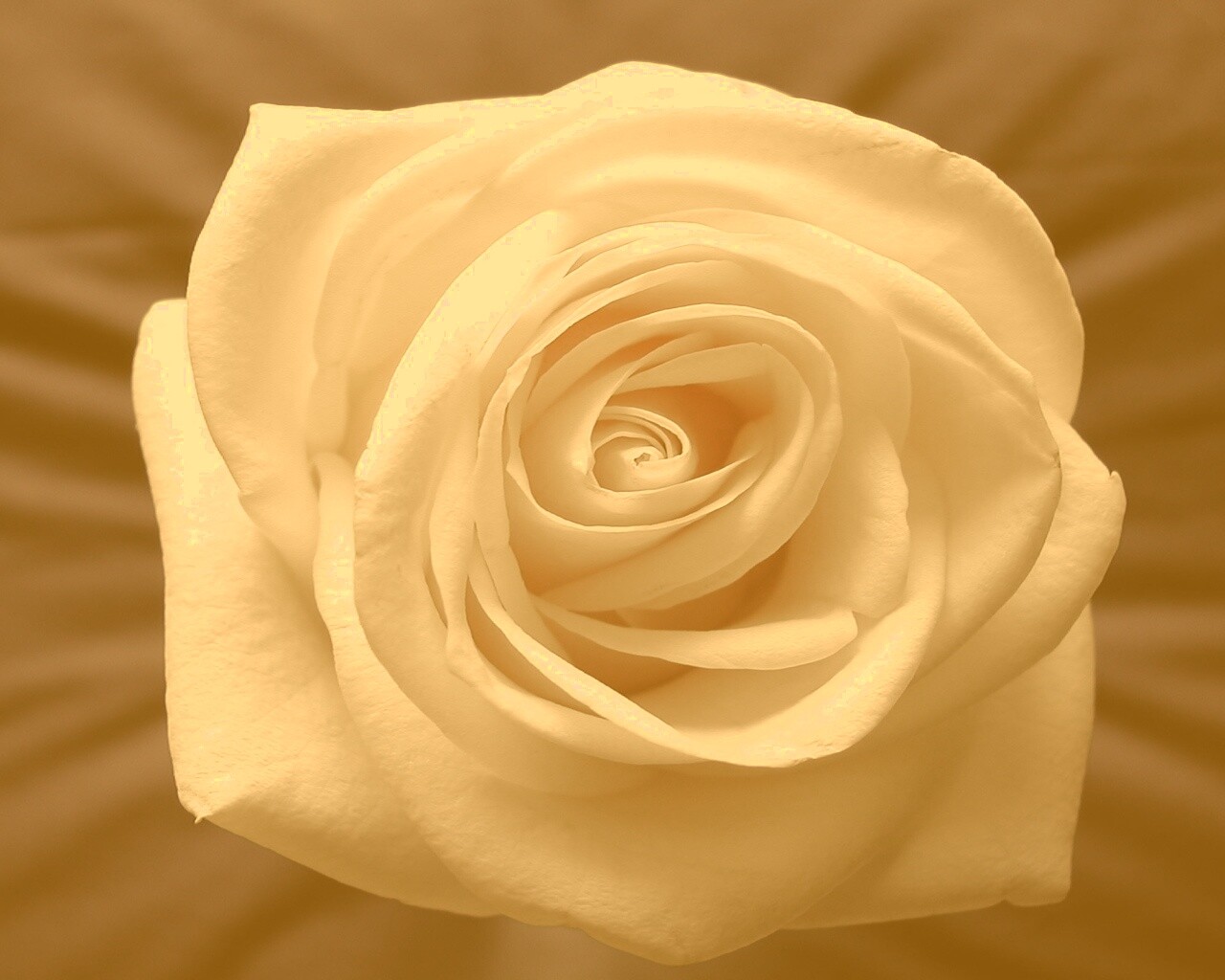 Белая роза обои