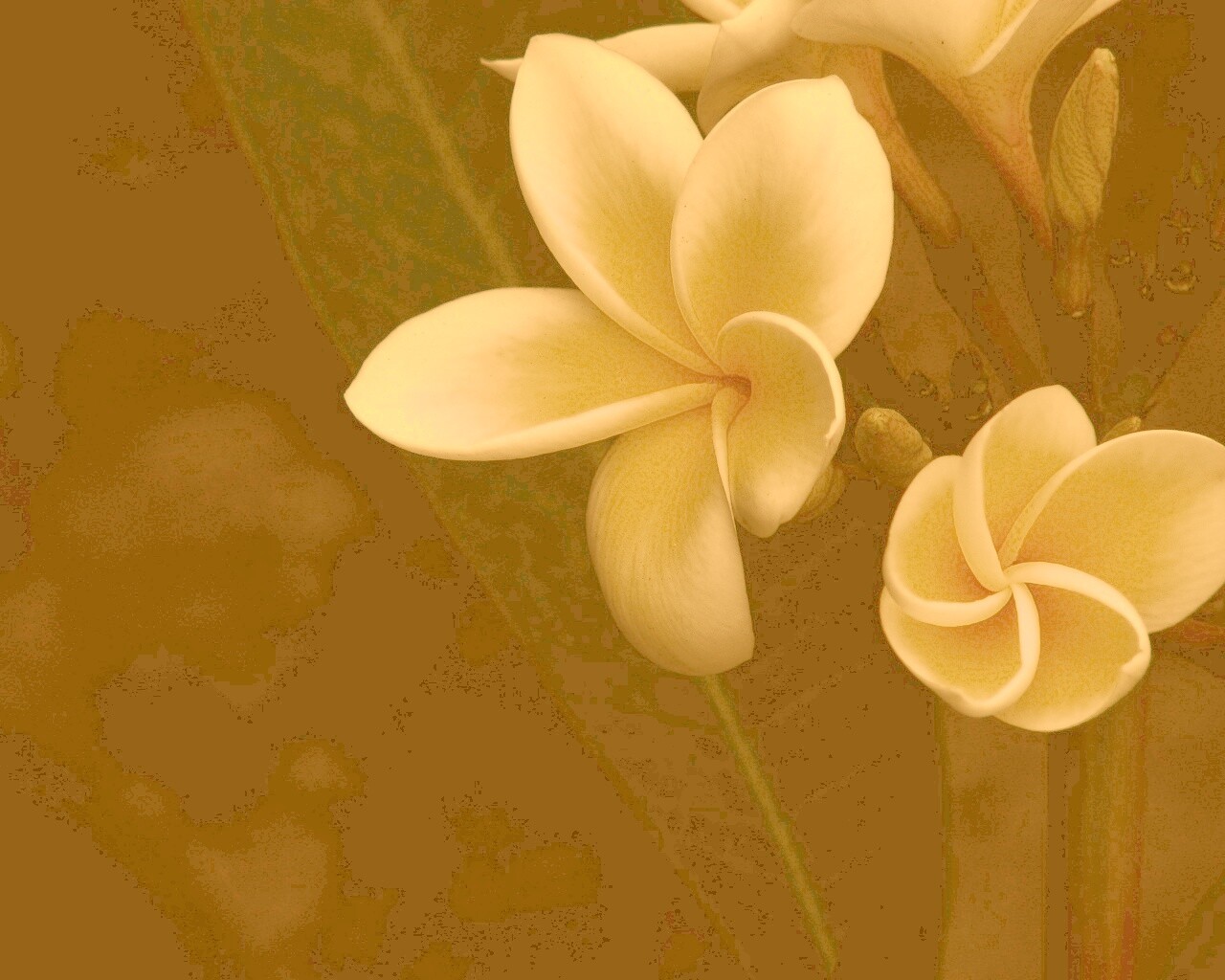 Цветки обои