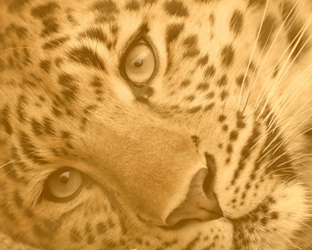 Леопард обои