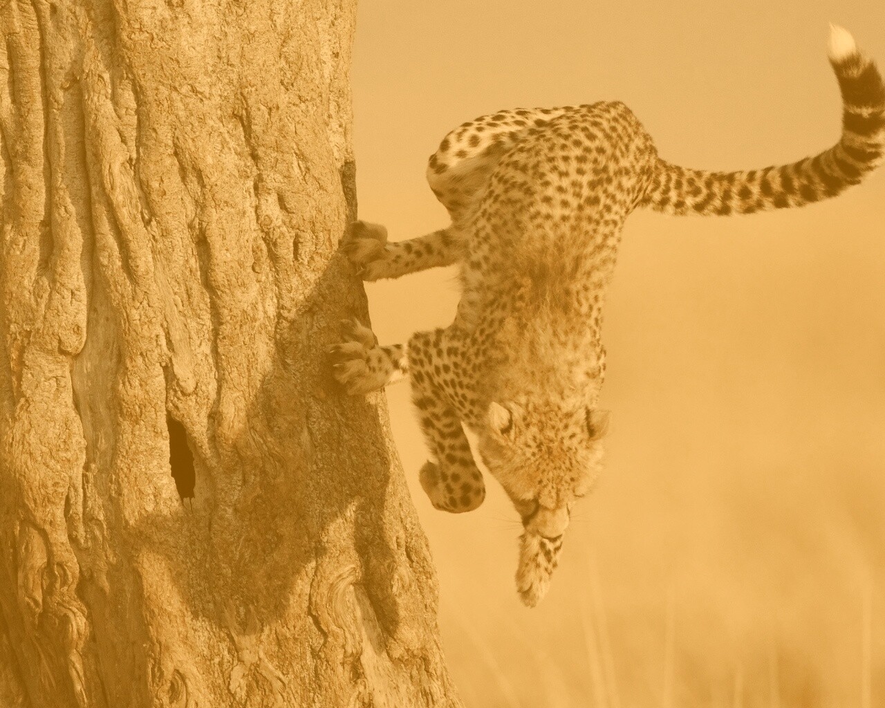 Скалолаз обои