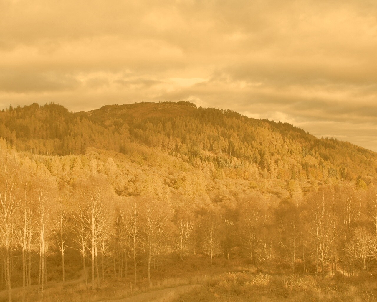 Золотая осень обои