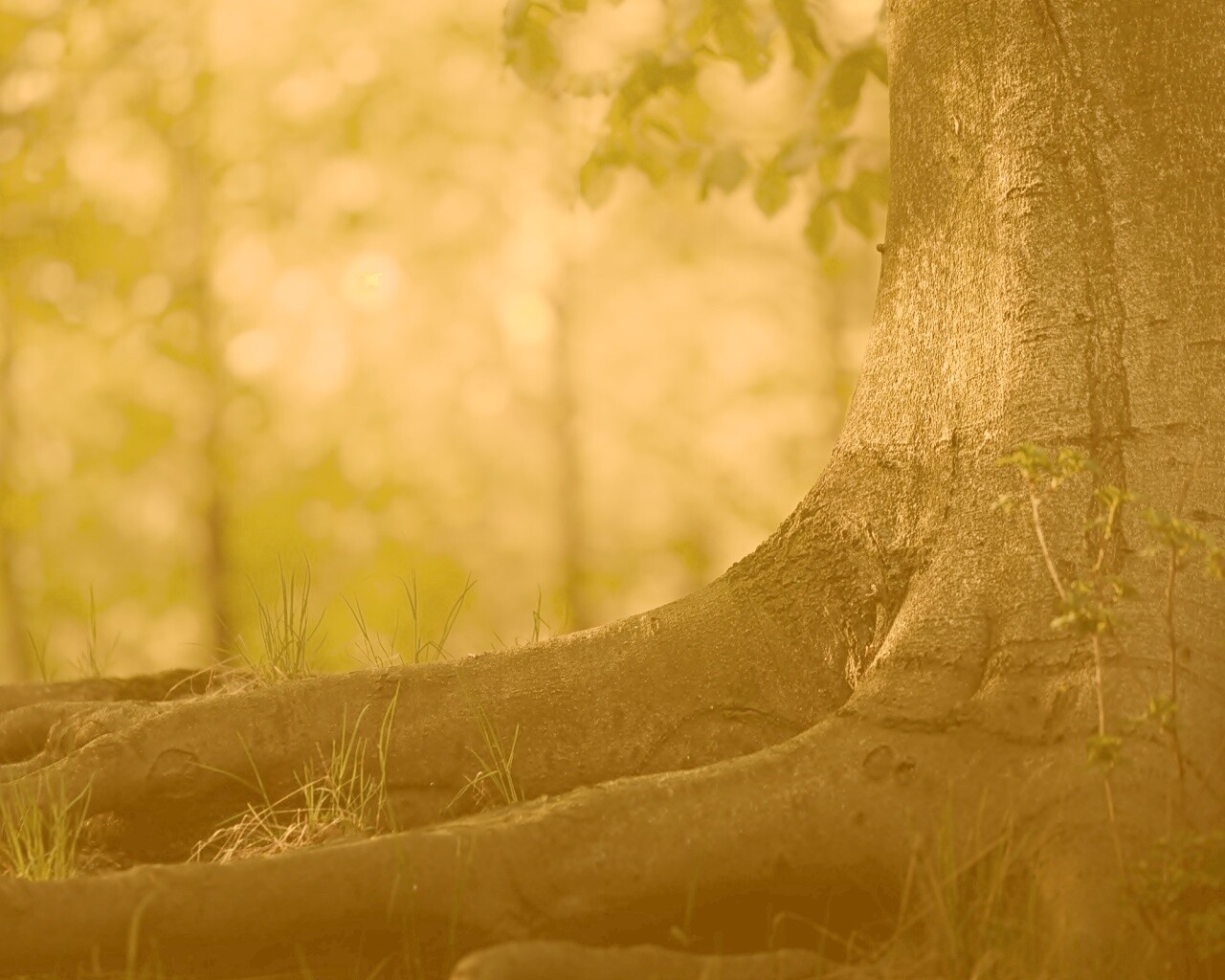 Корни дерева обои