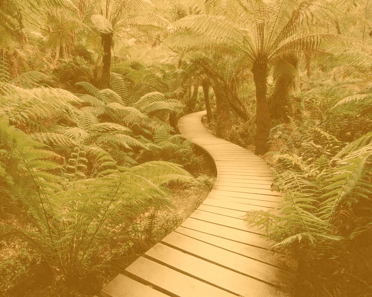 Дорожка в зарослях обои