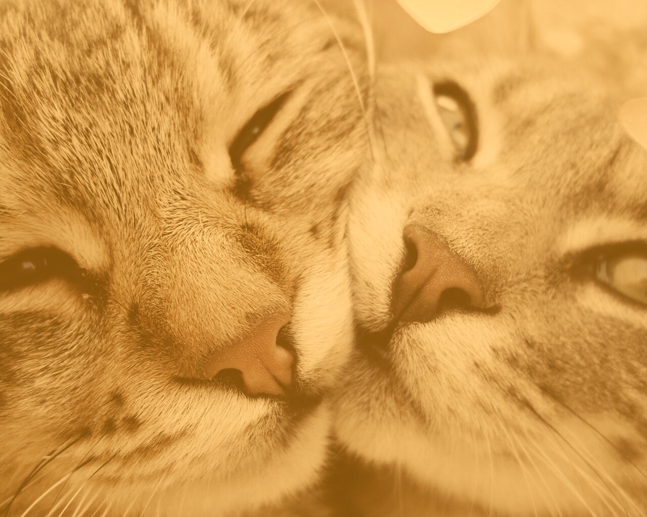 Дружные котятки обои