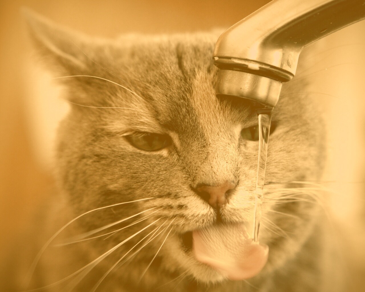 Кот пьет из под крана обои