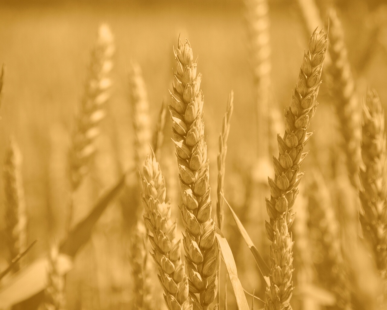 Молодые пшеничные колосья обои